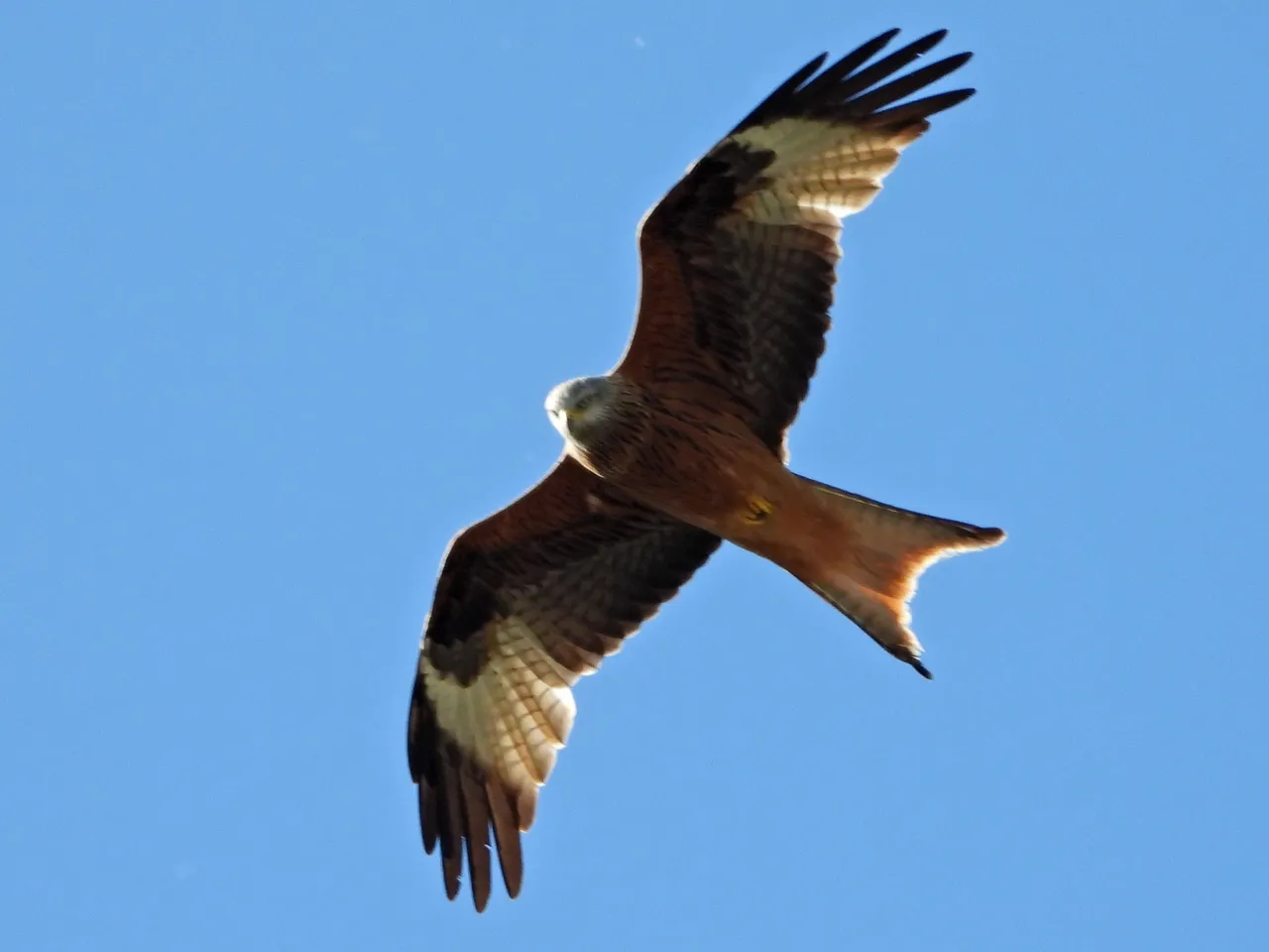 FSCN2766.JPG