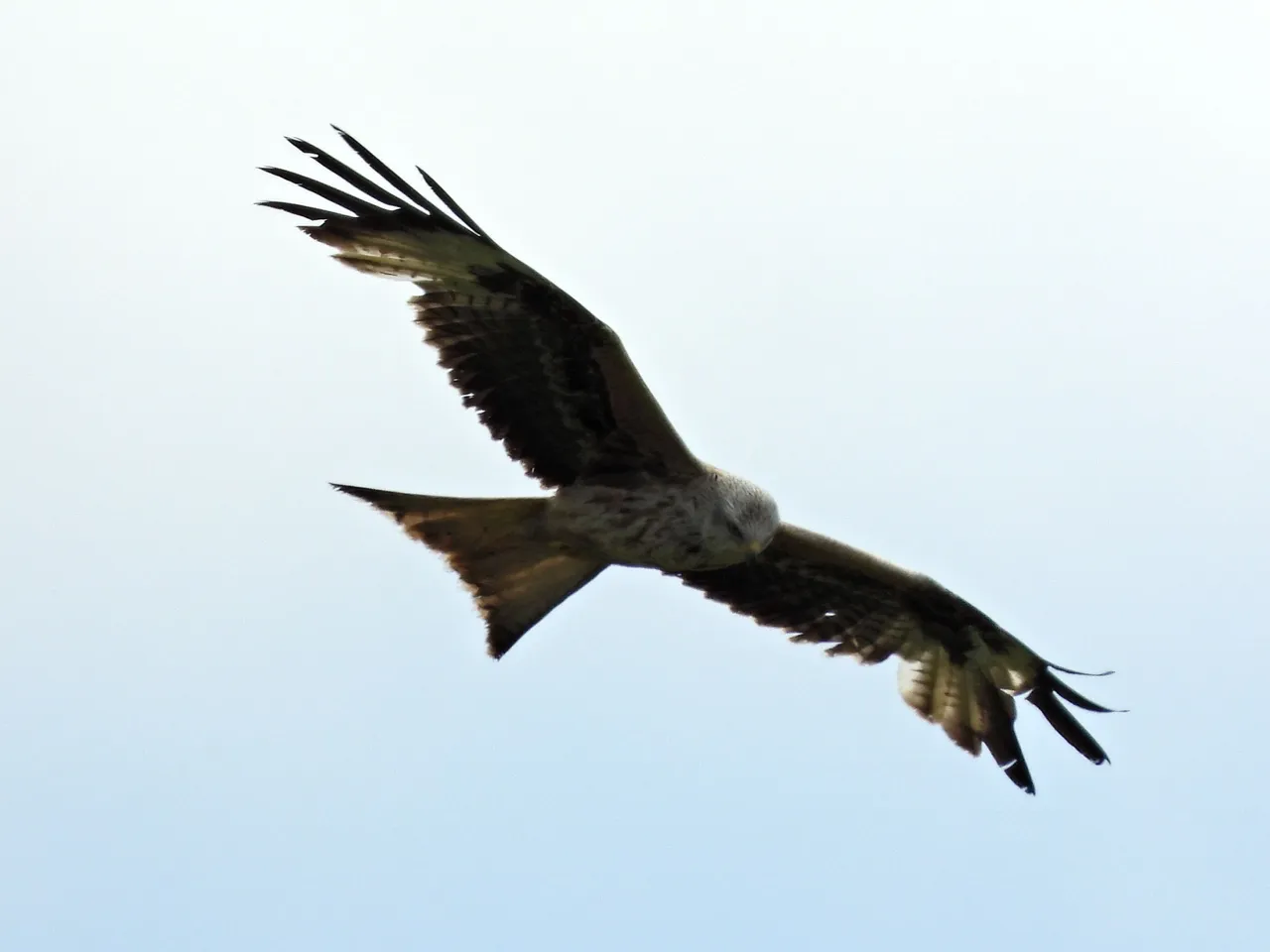 FSCN2083.JPG