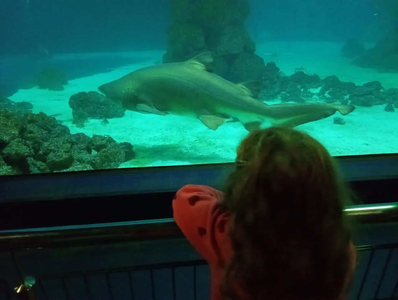 Not a whale, but a tiger shark. Lily was mesmerized at first, and then felt sad for the animal swimming rounds in his rather huge pool, but still a pool.
