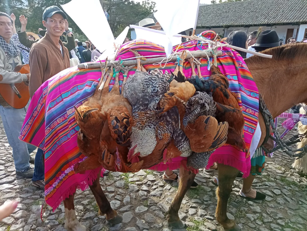 Most of the cocks are unconscious. It's very normal here, but for me always hard to look at. They do the same with guinea pigs, which is a delicacy here.