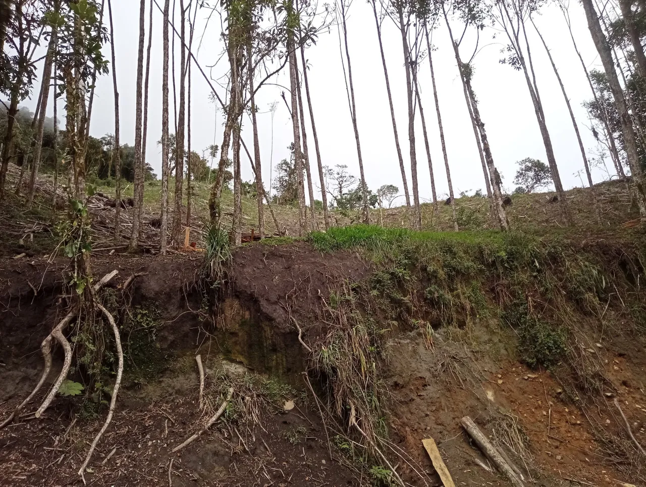 Forestry is a big part of the income within the valley economic system.