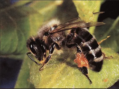 Biene_sammelt_Propolis2.PNG