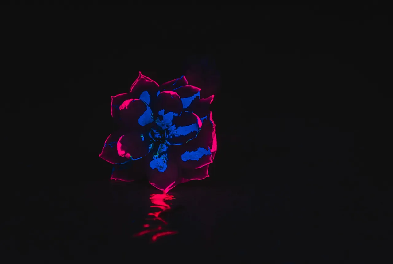 Flowers in the Dark