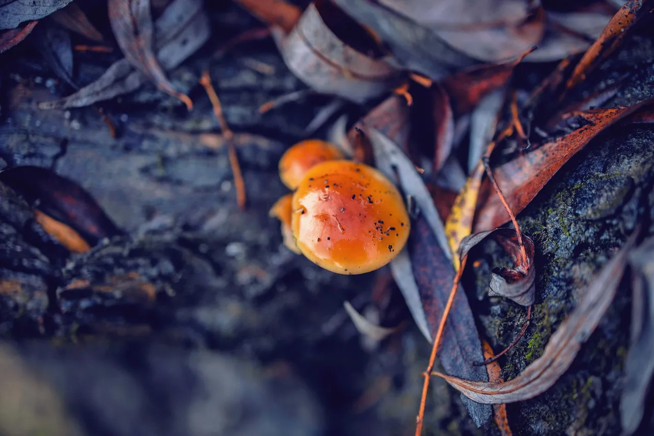 mushroom danube.jpg