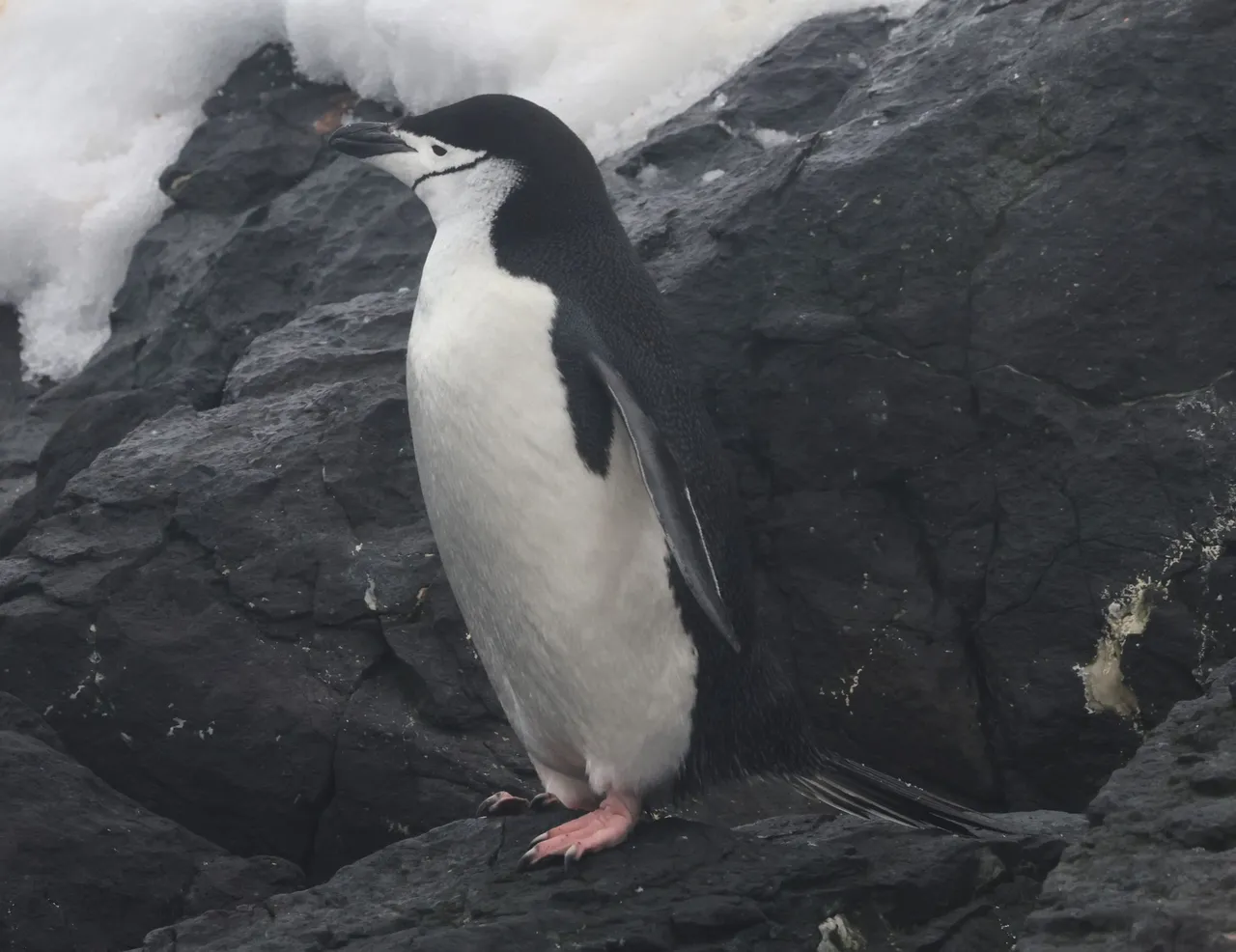 Chinstrap Penguin_0Y0A8596 2022-11-23 Culverville Island.JPG