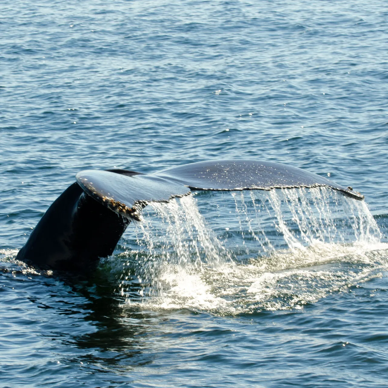 COASTW Whale Bungee.jpg