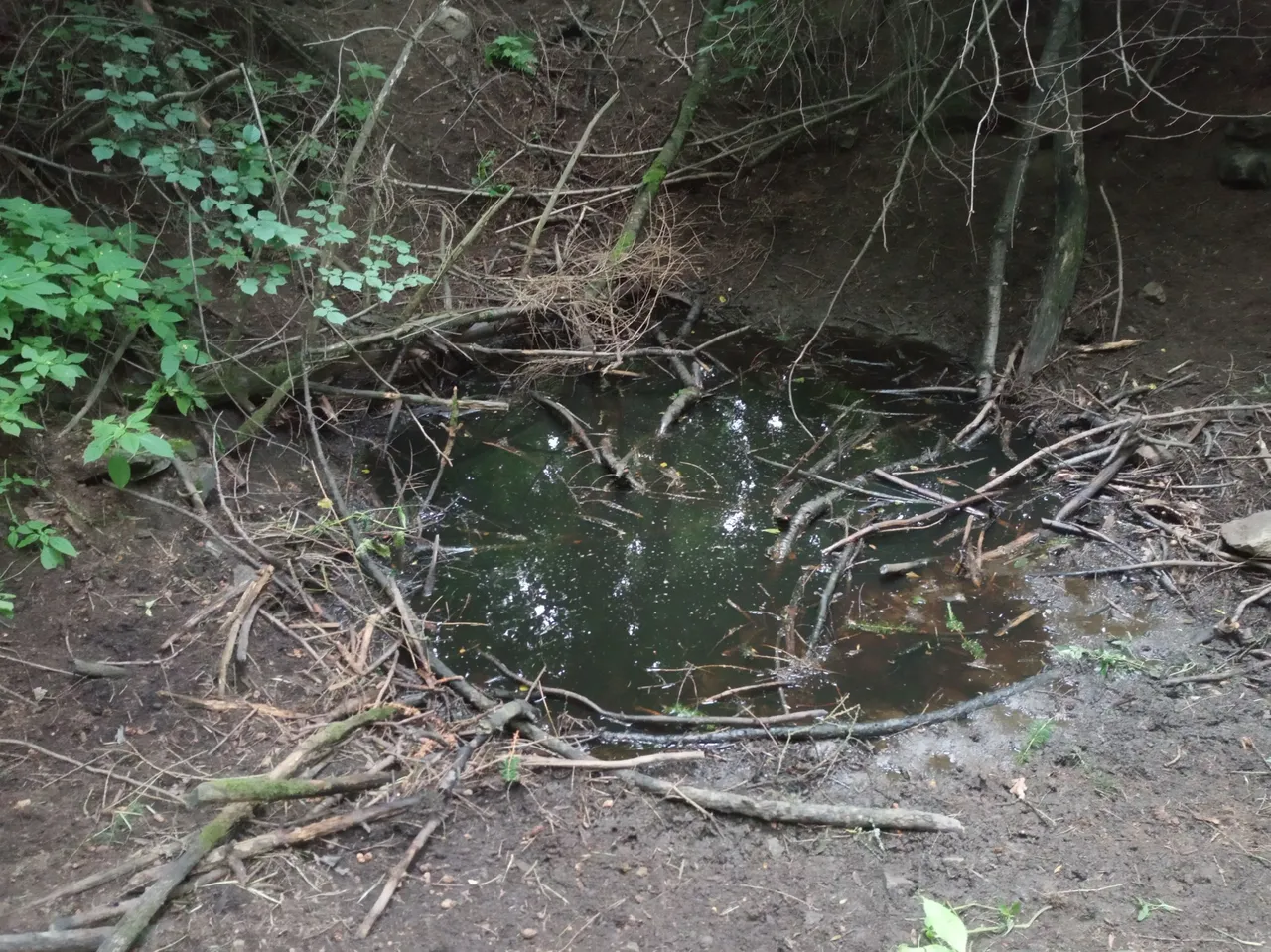 IMG_20250712_193657.jpg