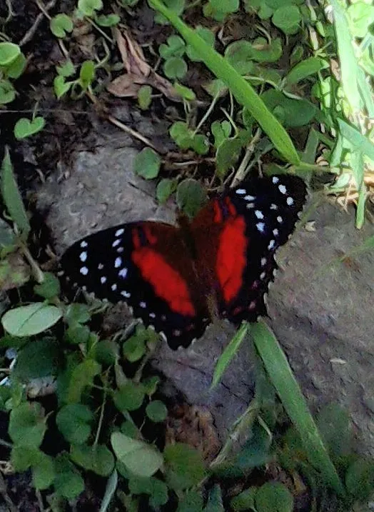 mariposa roja.jpg