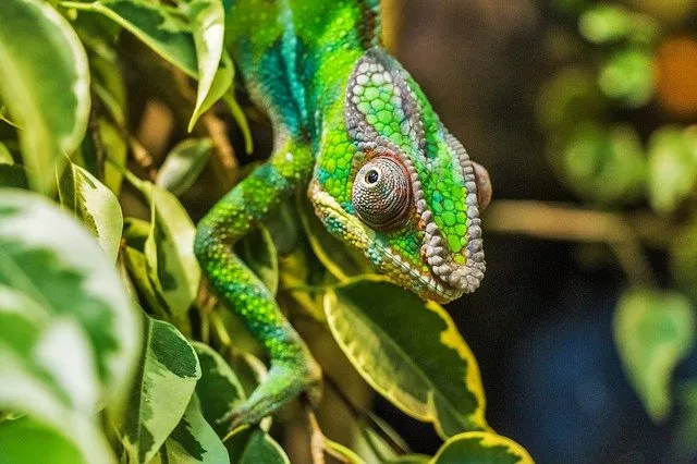 chameleon-384957_640.jpg