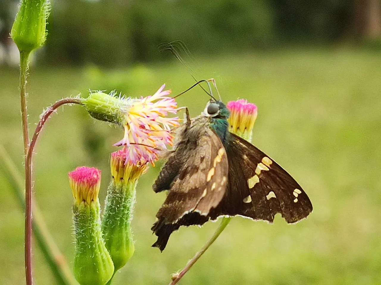 Mariposa 9_Snapseed.jpg