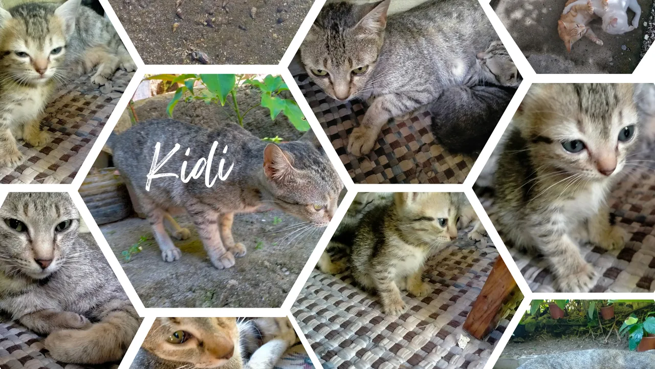 Kidi.png
