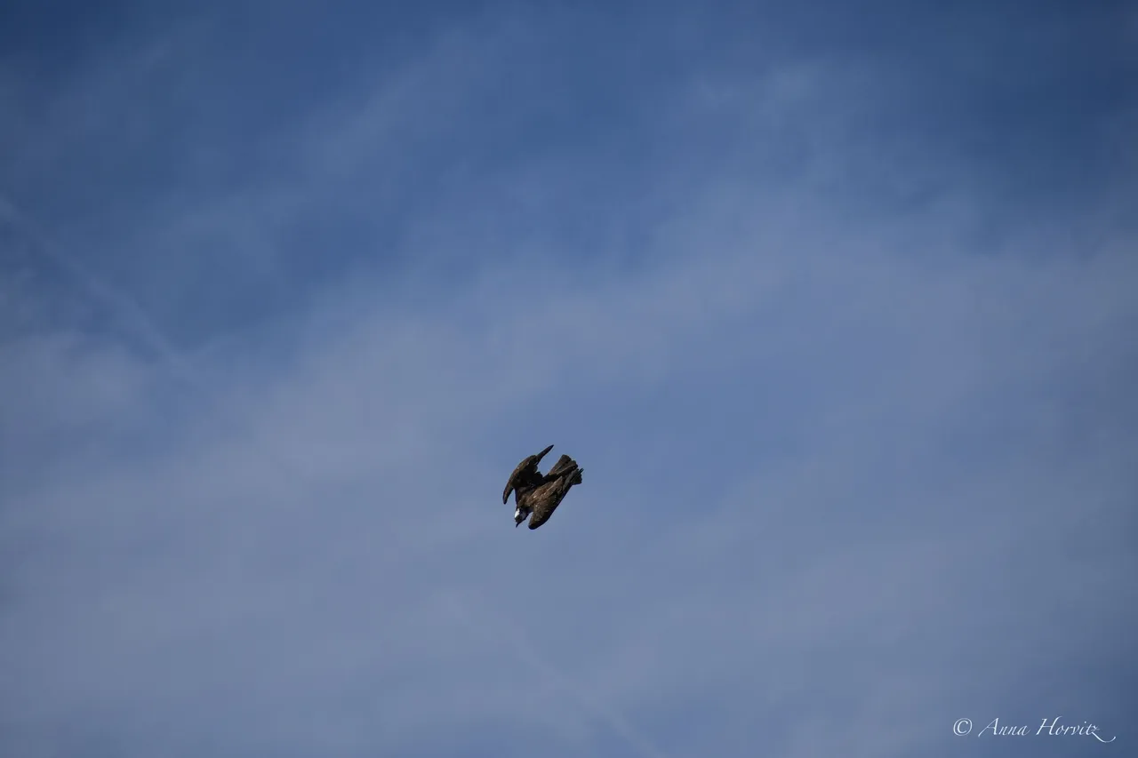DSC_8496.JPG