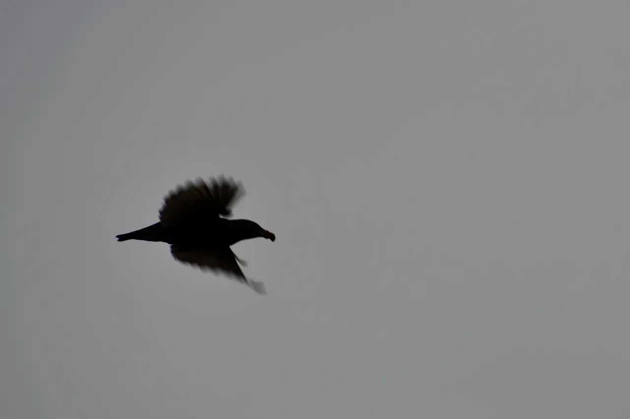 DSC_2652.jpg