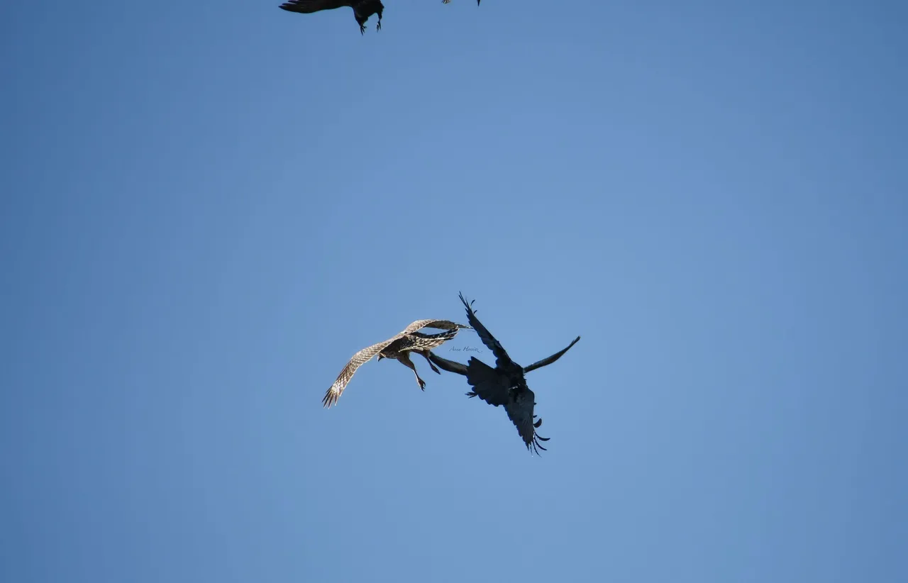 DSC_2341.JPG