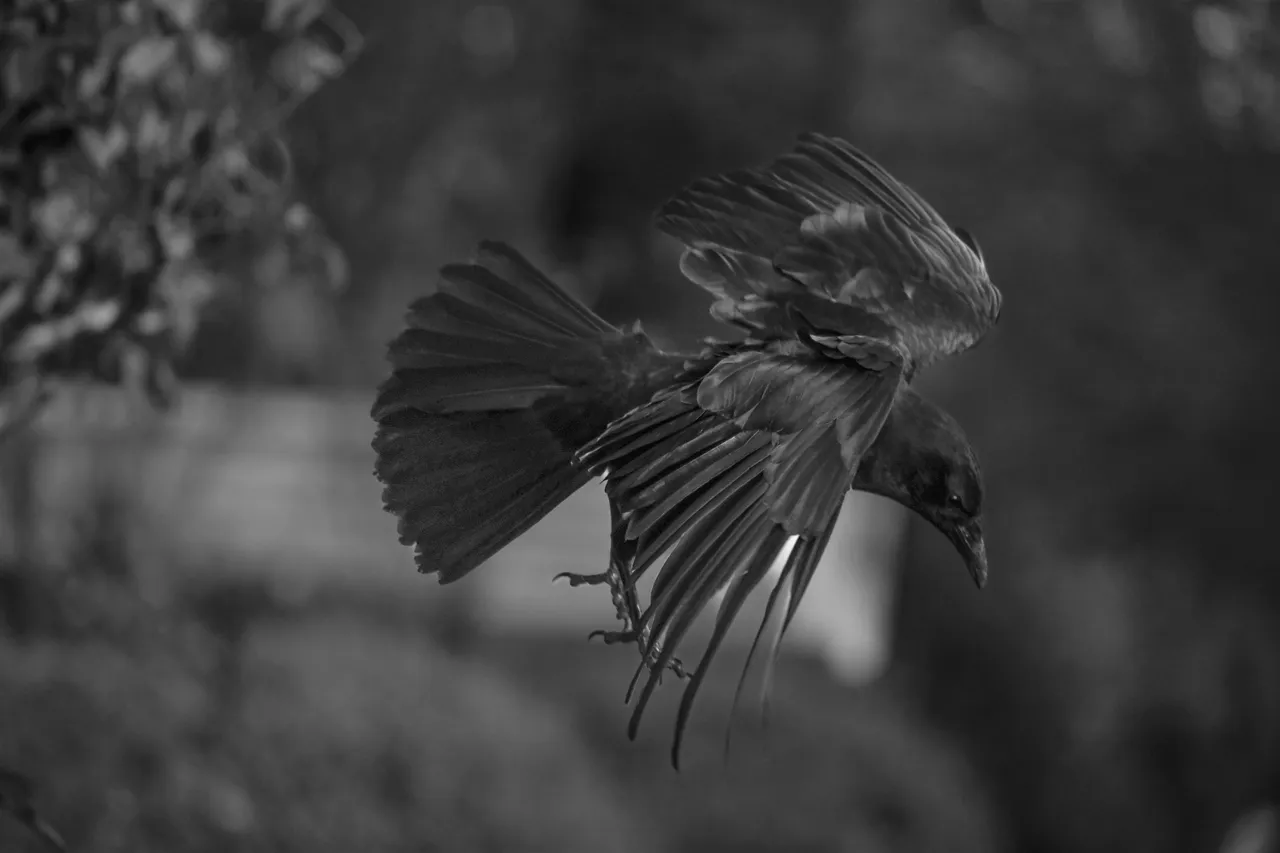 DSC_3102.JPG