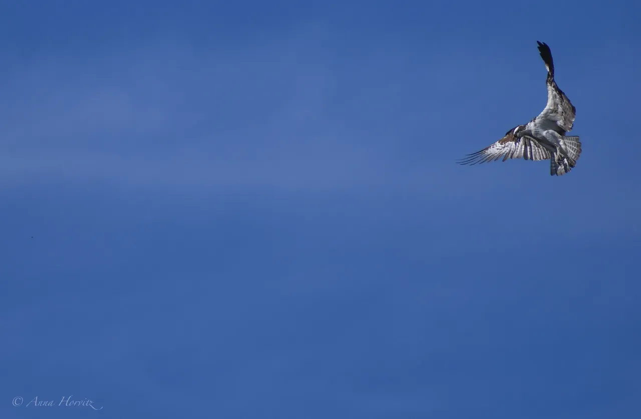 DSC_8443.JPG