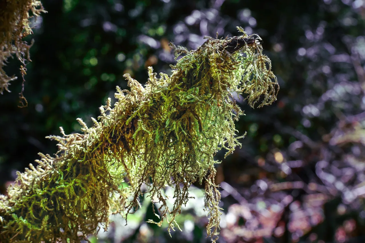 DSC_3085 1.JPG
