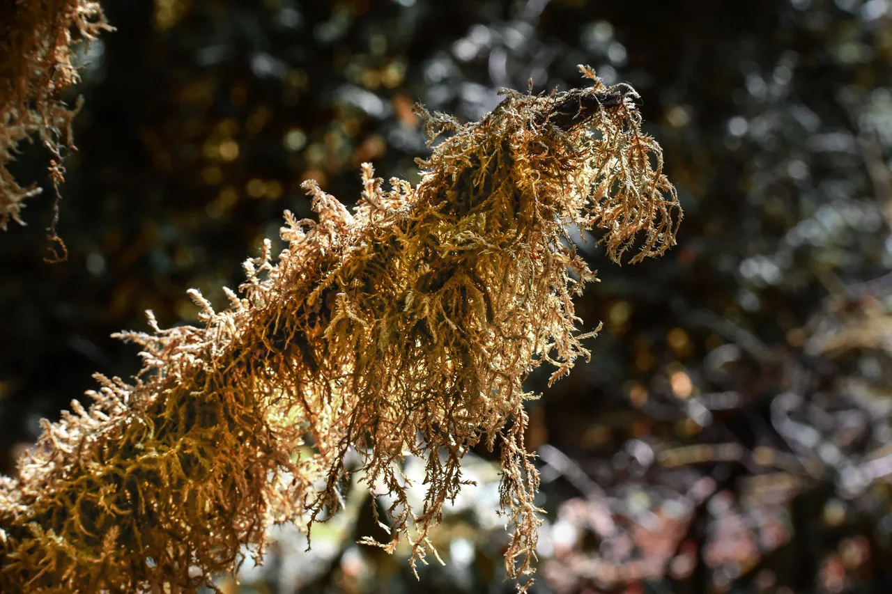 DSC_3085 2.JPG