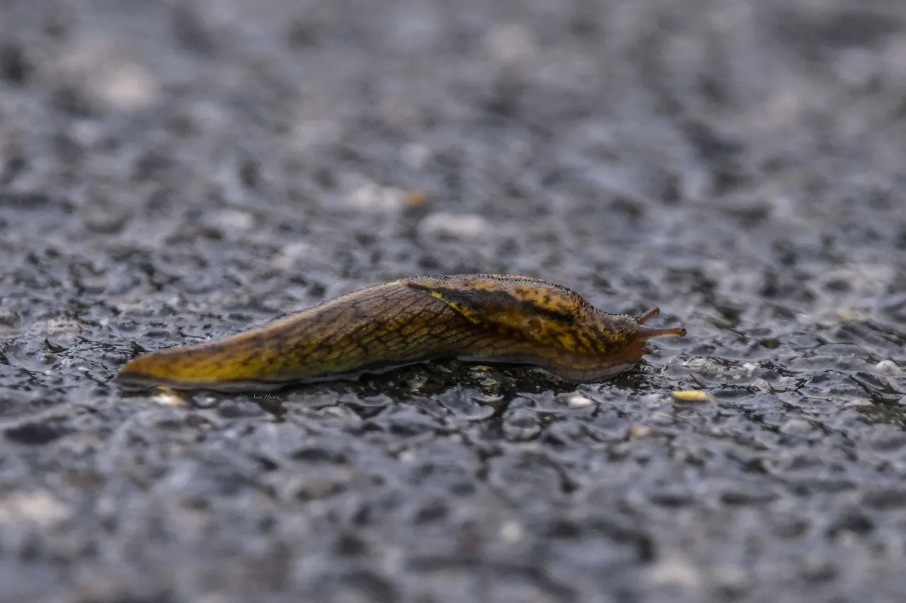 DSC_4469.JPG