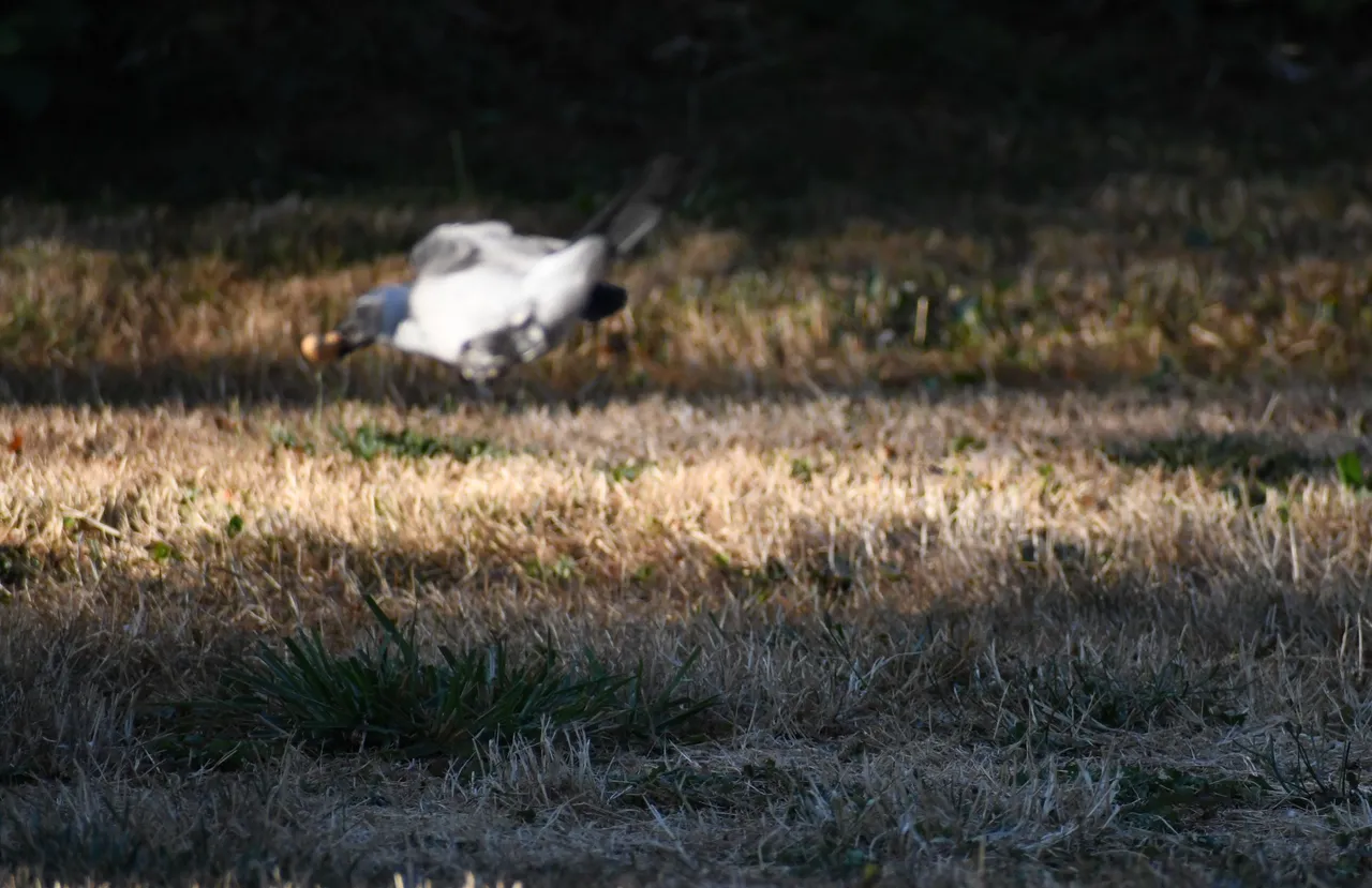 DSC_4201.JPG