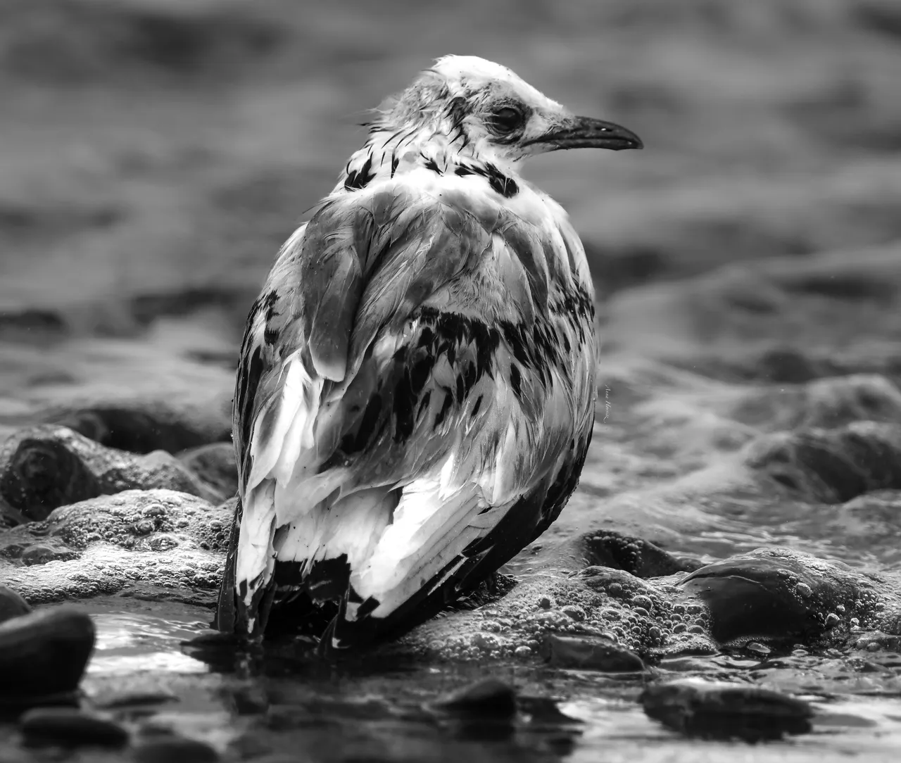 DSC_4362.JPG