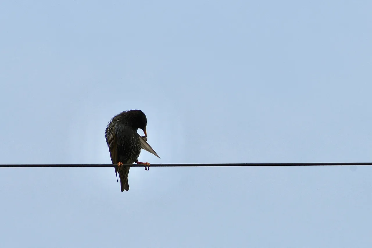 DSC_4779.jpg
