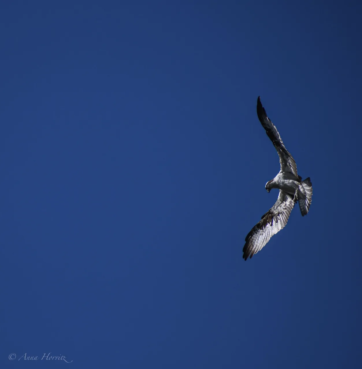 DSC_8485.JPG