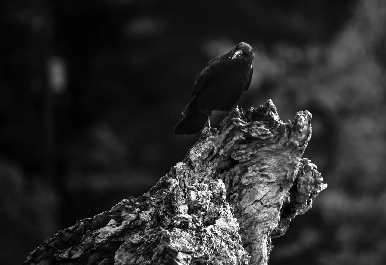 DSC_0459.JPG