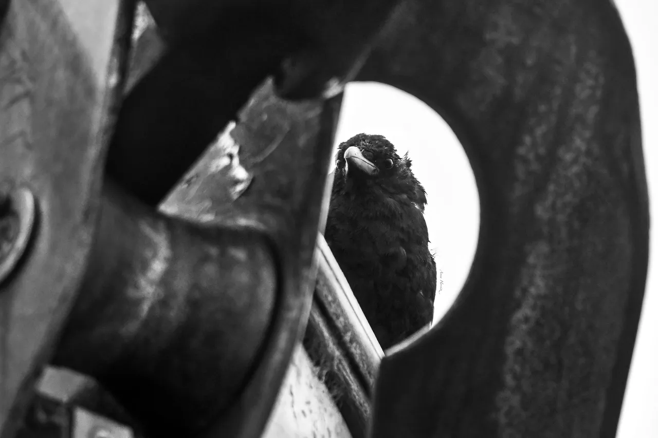 DSC_3780.JPG