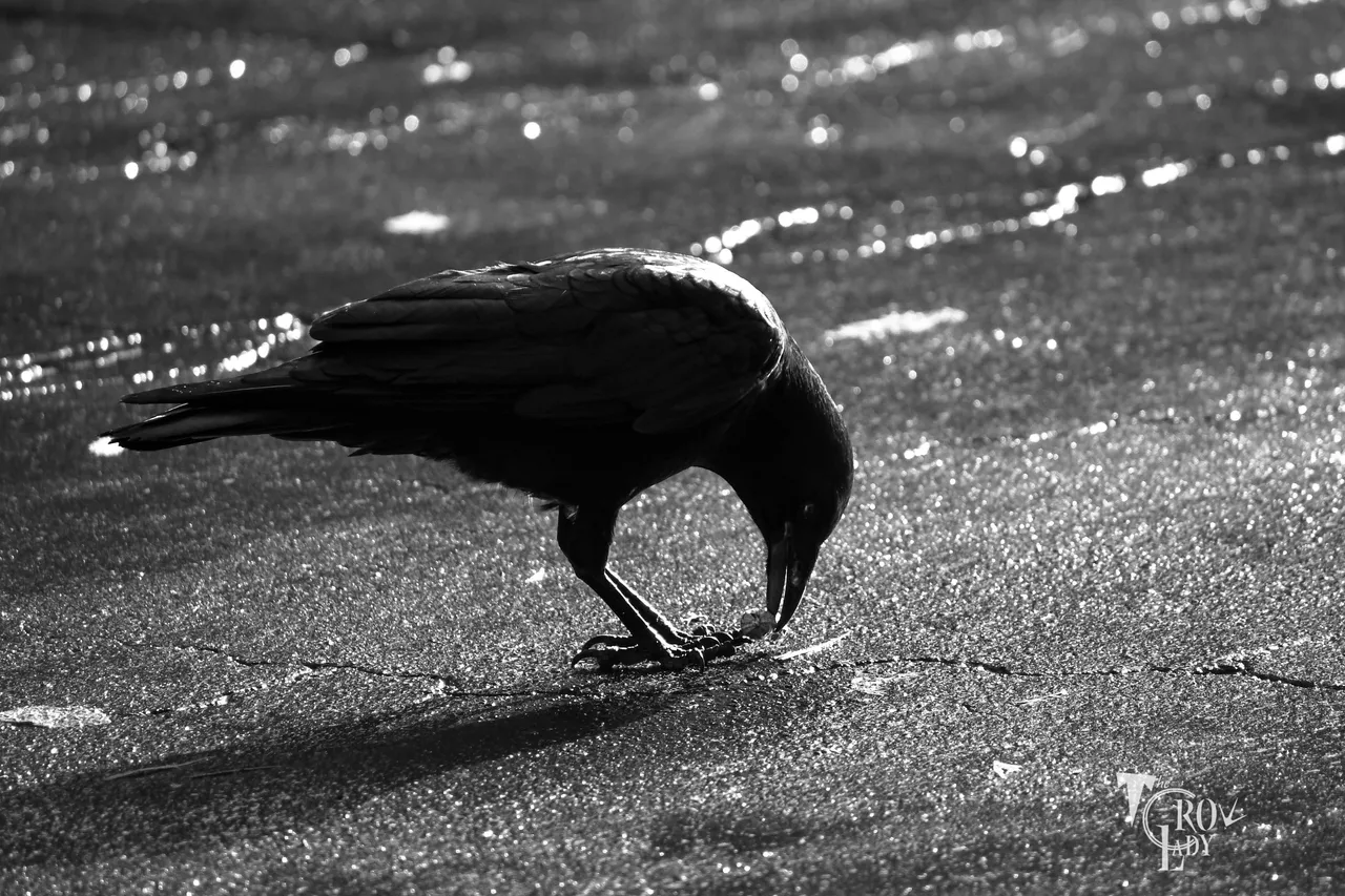 DSC_8519.JPG