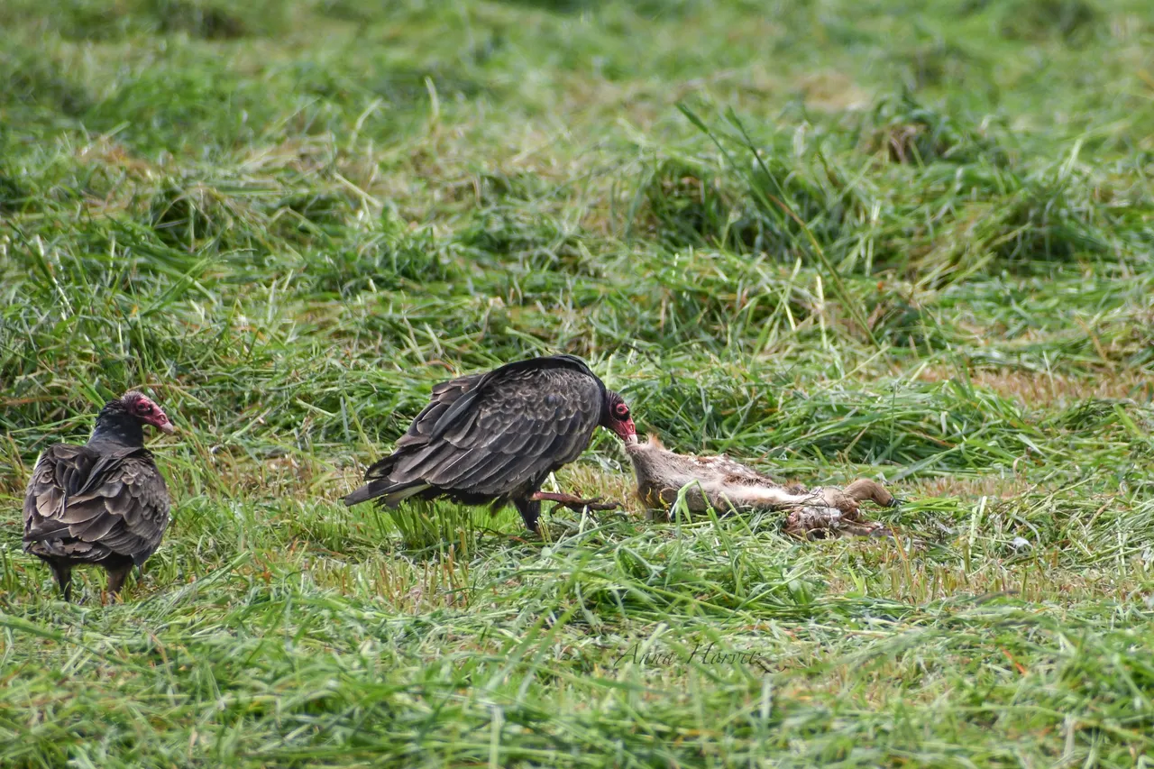 DSC_1138.JPG