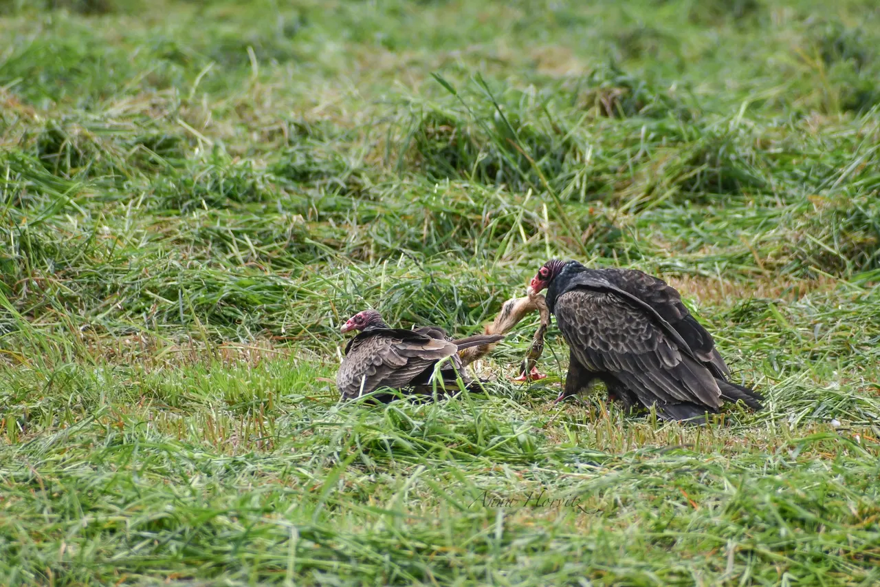 DSC_1142.JPG