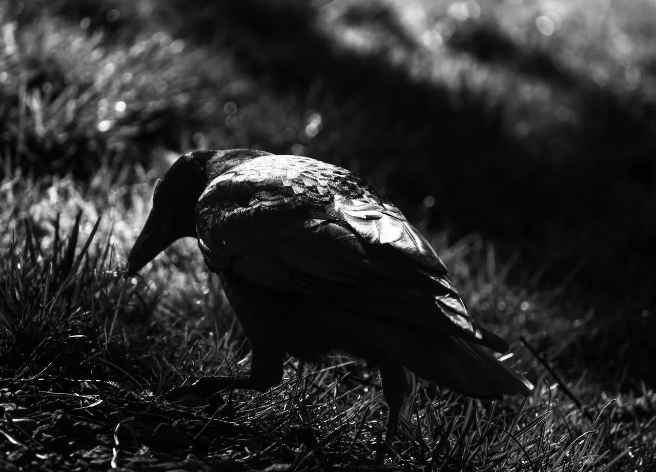 DSC_9301.JPG