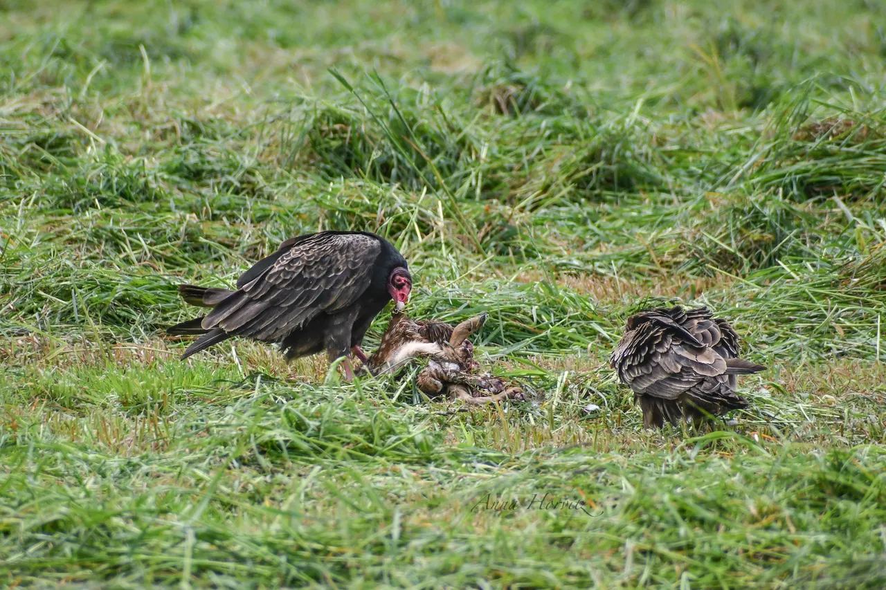 DSC_1119.JPG