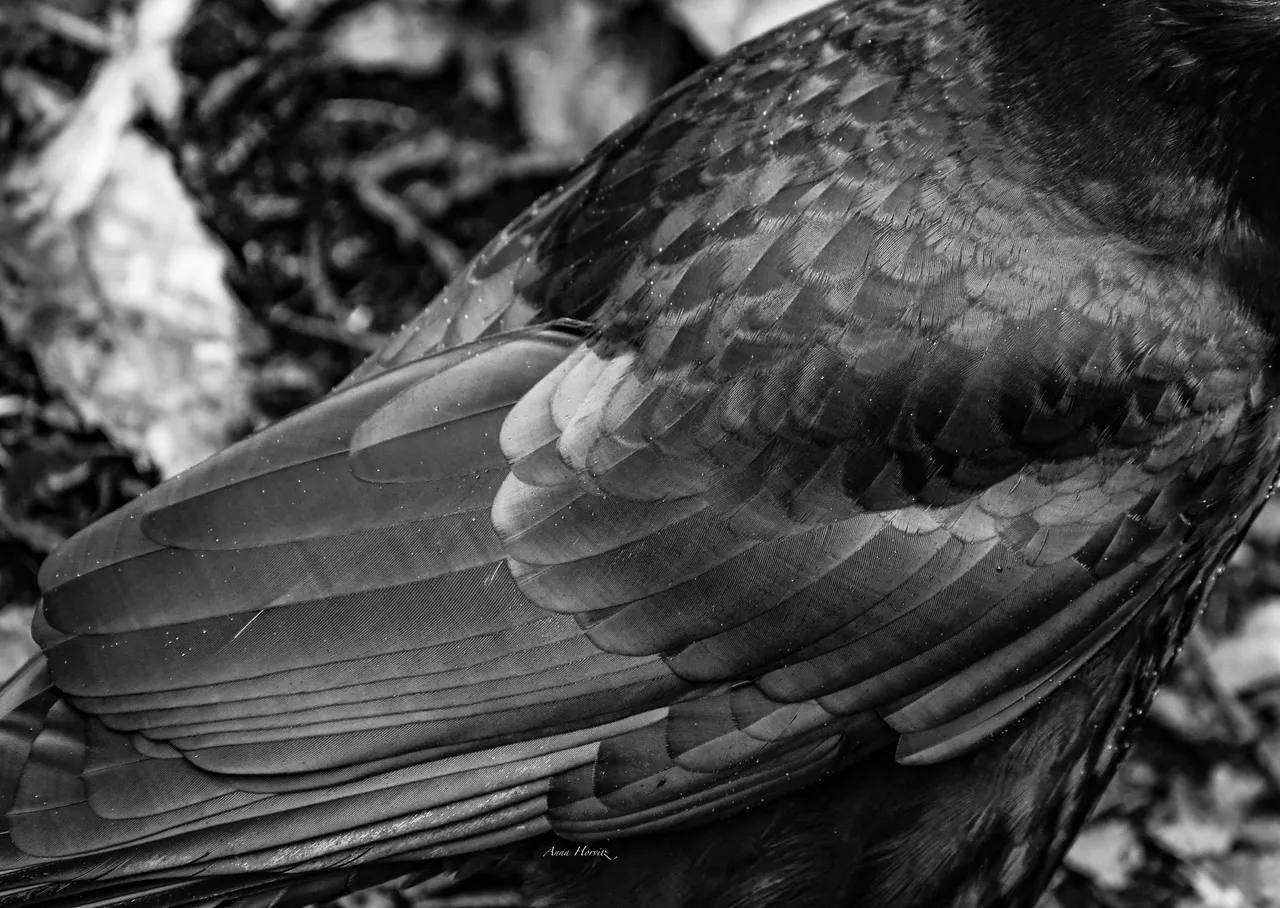 DSC_5953.JPG