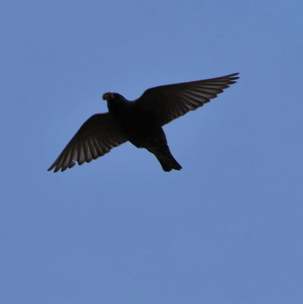 DSC_4738.jpg