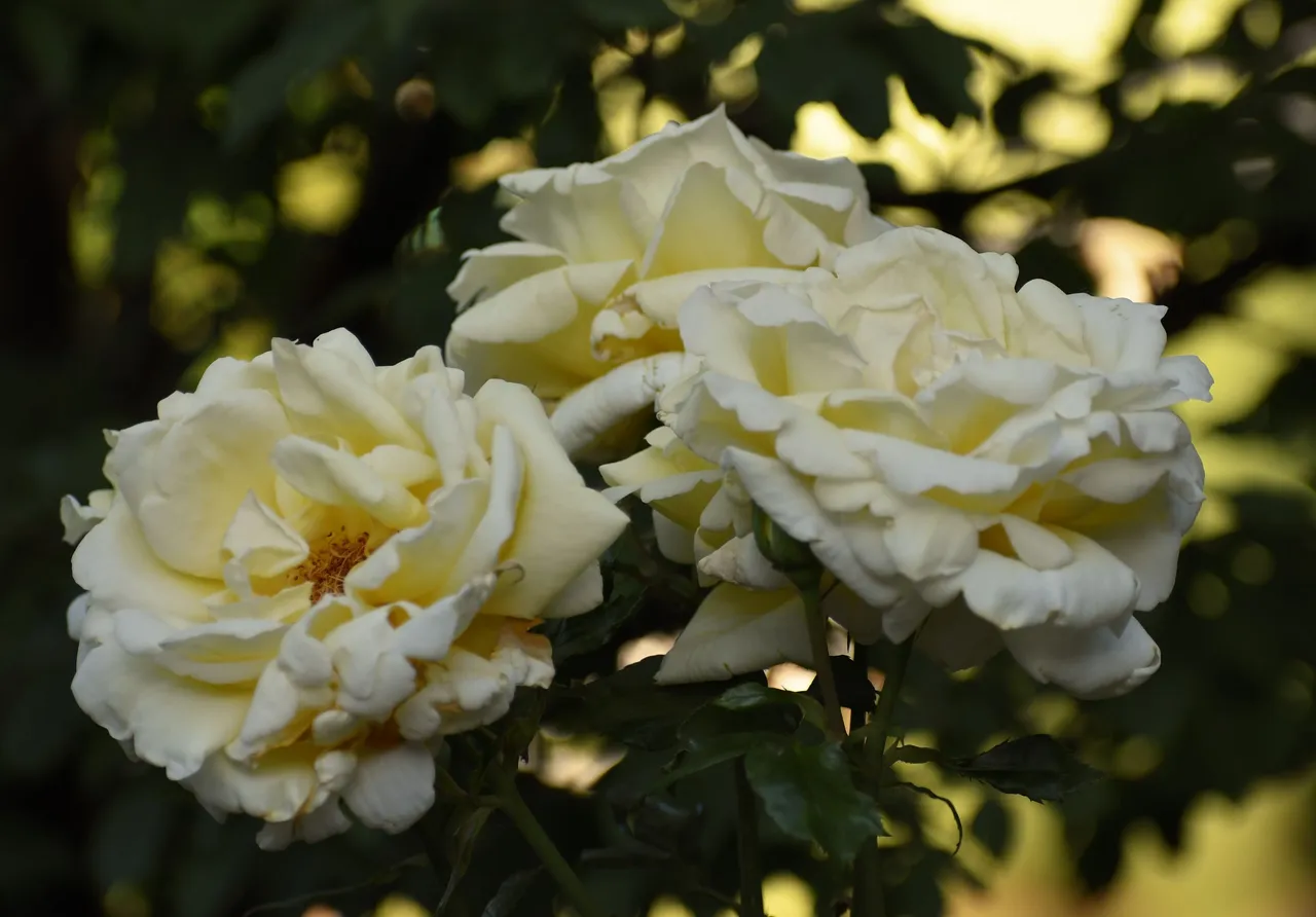 DSC_7834 2.JPG