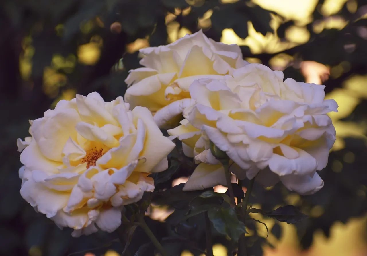 DSC_7834 1.JPG