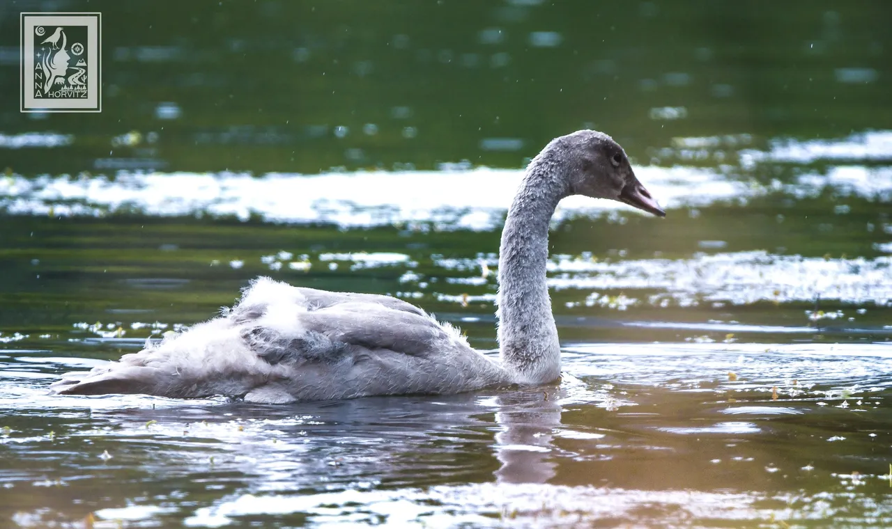 DSC_4489.JPG