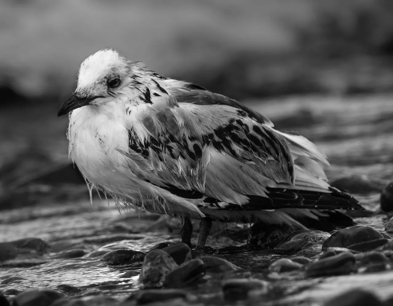 DSC_4383.JPG