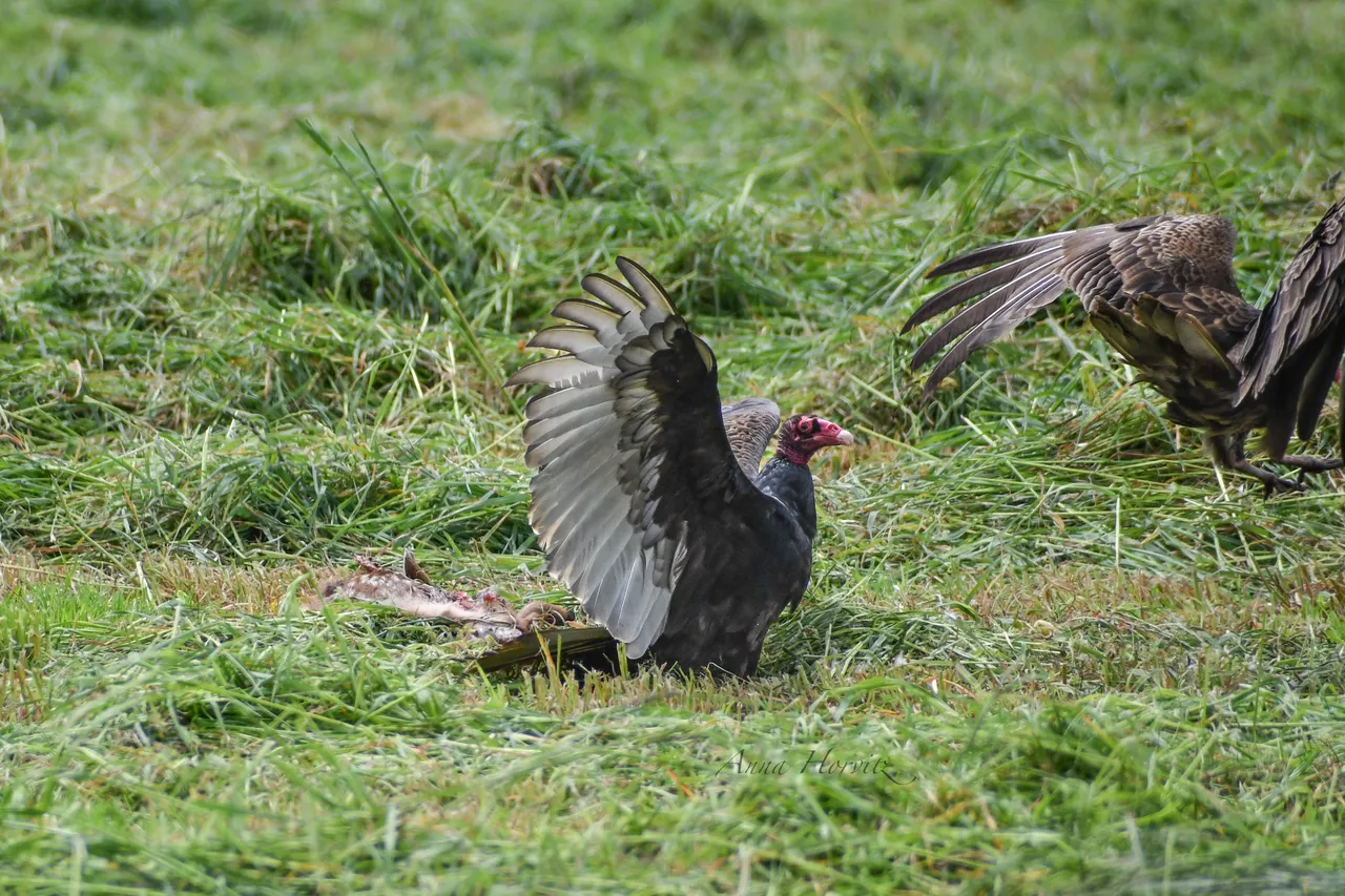DSC_1113.JPG