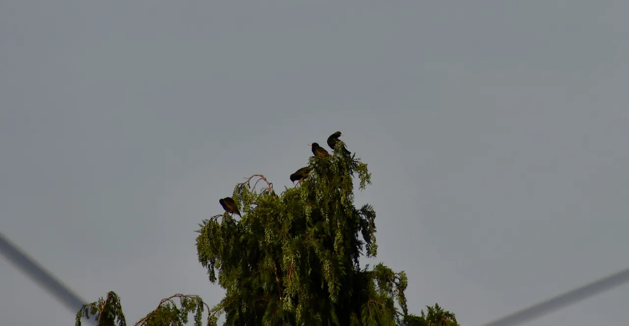 DSC_2478.jpg