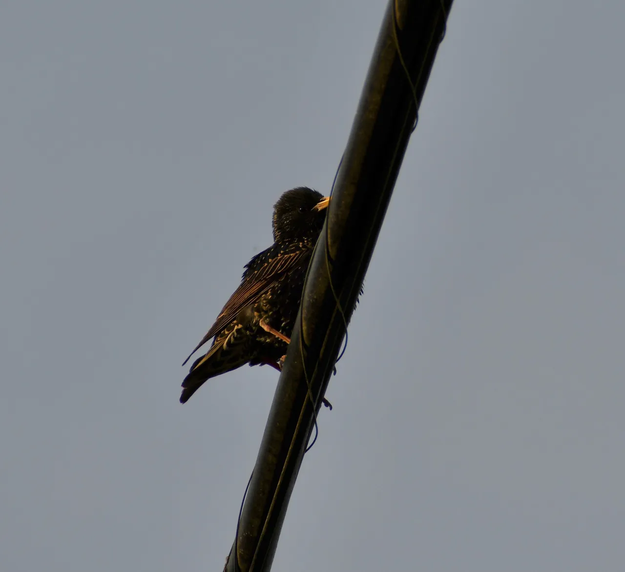 DSC_2464.jpg