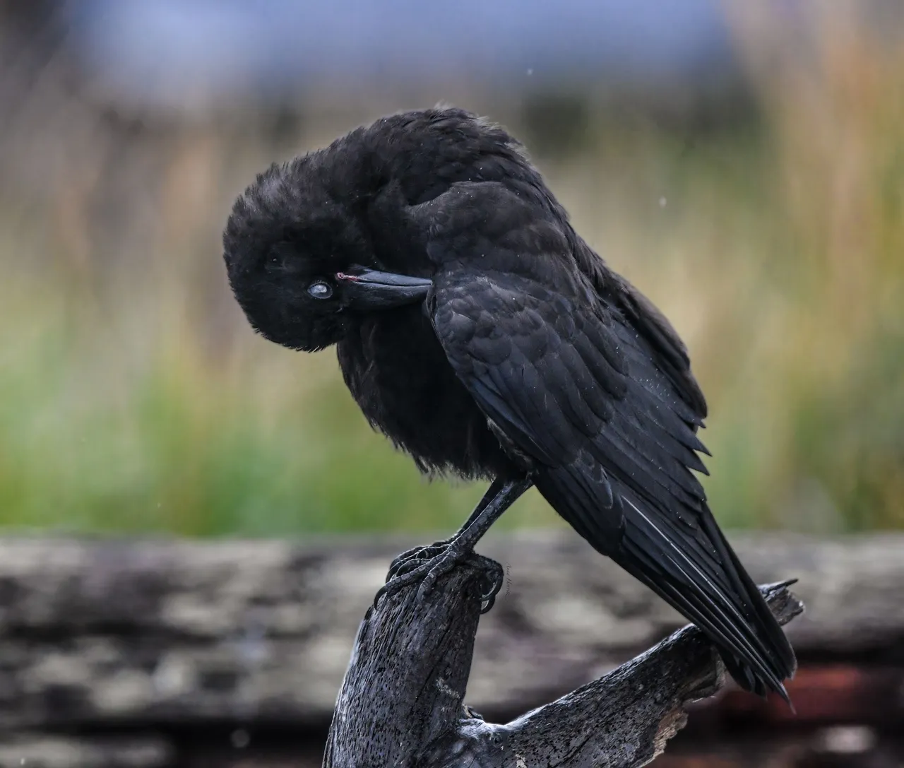 DSC_4209.JPG