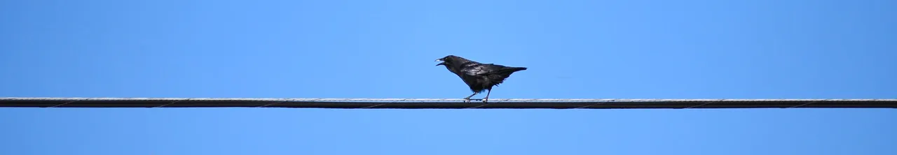 DSC_1557.JPG