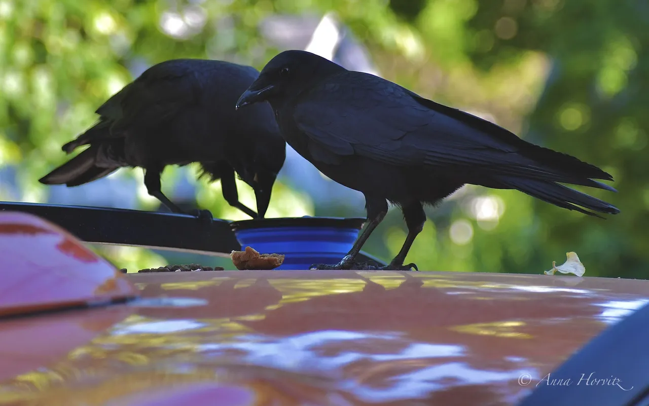 DSC_3163.jpg
