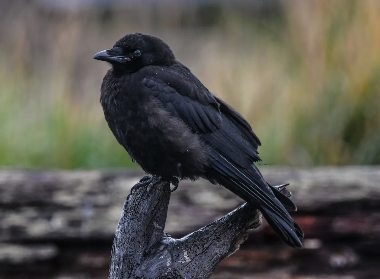 DSC_4213.JPG