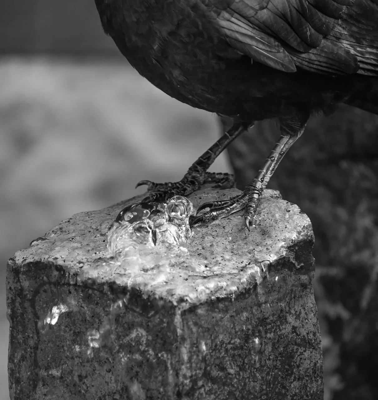 DSC_9855.JPG