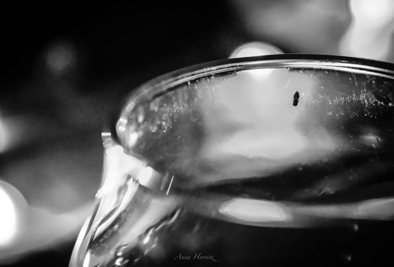 DSC_1609.JPG