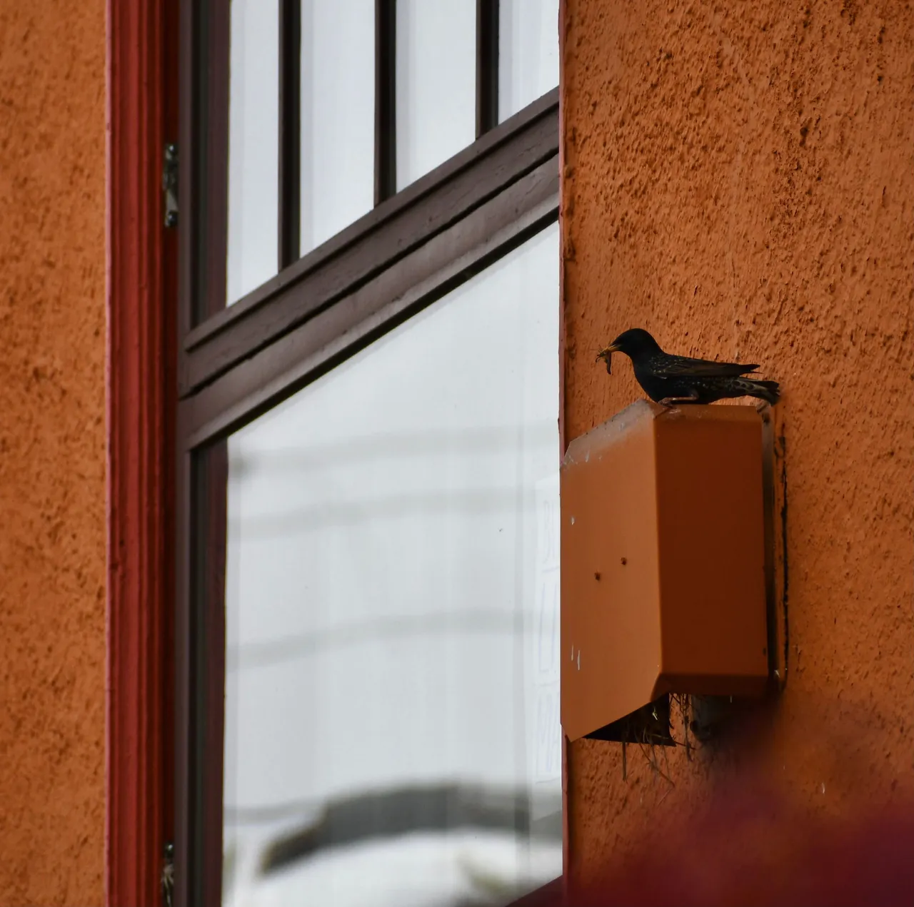 DSC_2442.jpg